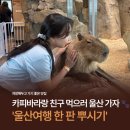 하이고래 | 파센토, 고래박물관과 생태체험관, 카페 하이웨일...버거, 와글와글 동물원, 카페 칩멍크 까지! 솔직후기