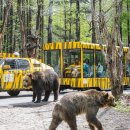 (주)삼화버스공사 | 현재 에버랜드 공사 및 휴장 정보 , 워킹사파리 후기, 입장권 최저가 할인 비교