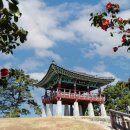 서천 마량리 동백나무 숲 이미지