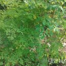 수림자원 이미지