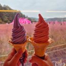 허브 식물과 향기의 이용 | 포천 가족나들이 추천, 부모님과 아이 모두 즐기는 허브아일랜드 핑크뮬리 페스티벌