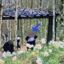 풀벌레 | 화담숲 벚꽃 실시간 후기 : 포토존 지각 주차 수선화까지 총정리