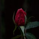 장미정원 이미지