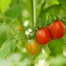 엘사이언스 이미지