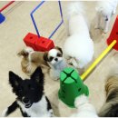 하울팟 부산케어센터 이미지