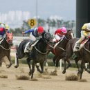 [사랑과꿈]기록단축이 안되고 있는 서울경마 경마이야기 이미지