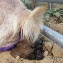 조산농장 이미지