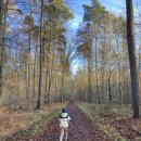 하늘숲유치원 | 유치원 숲에 다녀왔어요