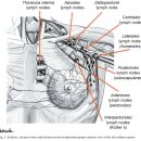 Anatomy of the Thoracic Wall, Axilla and Breast. 이미지