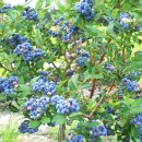 청도 블루베리 체험농장 이미지