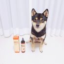 위드씨에이 | 강아지 비듬 냄새제거 위한 퍼피랑키티랑 강아지향수미스트