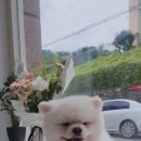 라니멍 이미지