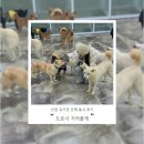 지켜줄개 | 인천 유기견 산책 봉사 ❛도로시 지켜줄개❜ 후기