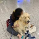 셀프워시독 네이버블로그