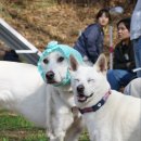 봄날의댕댕이 | 2026 LCKD 봄소풍 후기🌸: 봉사자,보호자님들과 함께한 눈부신 봄날의 기록