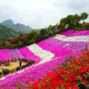 동산잔디 이미지