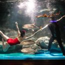 홀로그램 판타지쇼 이미지