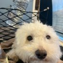 멍멍 스타일 이미지