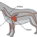 이루동물병원 이미지