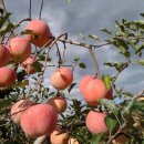 잘가꾼 사과밭 매매 이미지
