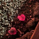 굿나잇&amp;굿럭 | [공지] 내돈내산 제주 굿나잇굿럭 게하 혼자 4인실 방문 후기와 포틀럭파티