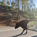 (주)초원렌트카 | 요세미티 국립공원 가는법 렌트카 당일치기 여행코스 추천