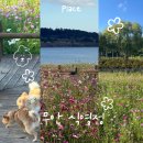 식영정 | 광주 목포 근교 가볼만한곳 무안 몽탄 일로읍 코스모스 축제 전남 가을 꽃 명소 개화 현황 식영정 주차