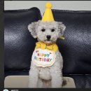 댕까댕까 이미지