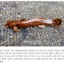 정선매운탕