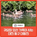 용수세천 | 새끼가 무려 11마리!? 청둥오리🦆 가족이 사는 야생동물의 천국, 동구 대동천