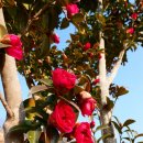 남도삼백리길(1코스) | 순천 가야정원, 갈대소리 - 신춘 남도 여행 (3)