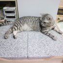 백호건어물 | 고양이 쿨매트:)대리석 쿨매트/대리석침대 사용후기_ F.미니펫가구