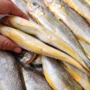 진도멸치 이미지