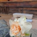 살구나무집민박 이미지