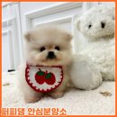 대전고양이분양 퍼피댕 캣 안심분양소 둔산점 | 공주노르웨이숲분양 대형묘 선택 기준을 다시 세운 후기