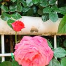 도담셀프주유소 이미지