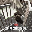 울타리 | 강아지 울타리 독톡 접이형 울타리 실사용 후기