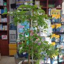 웃는내일약국 이미지