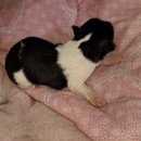 남부여 보호소 동물병원 이미지