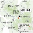 제41주차 정기산행공지(인제 자작나무숲/홍천 은행나무숲) 이미지