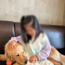 왈왈이 | 원주 실내애견카페, 왈왈이 단계점, 아이들과 여러번 방문, 내돈내산 후기