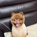 땡큐 펫 살롱 이미지