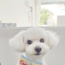 똘똘하개 이미지