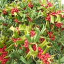 홀리호랑 이미지