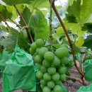 명품과일 이미지