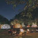 프린세스 애견 이미지