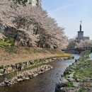 울산 무거동 궁거랑의 벚꽃 이미지
