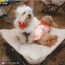도그도그펫 | 하웃 강아지 침대 도그코트 캠핑 해먹 방석 추천 반려견 펫베드 후기
