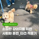 가마실천 | 겁 많고, 소심한 강아지 사회성 키우기 | 반려견 타견 적응기 &amp; 사회화 훈련법 후기