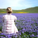 꽃이있는풍경 이미지